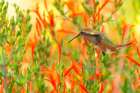 USA, New Mexico. Rufous hummingbird feeding on flower. Art Print